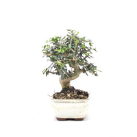 Olive 'Olea europaea'