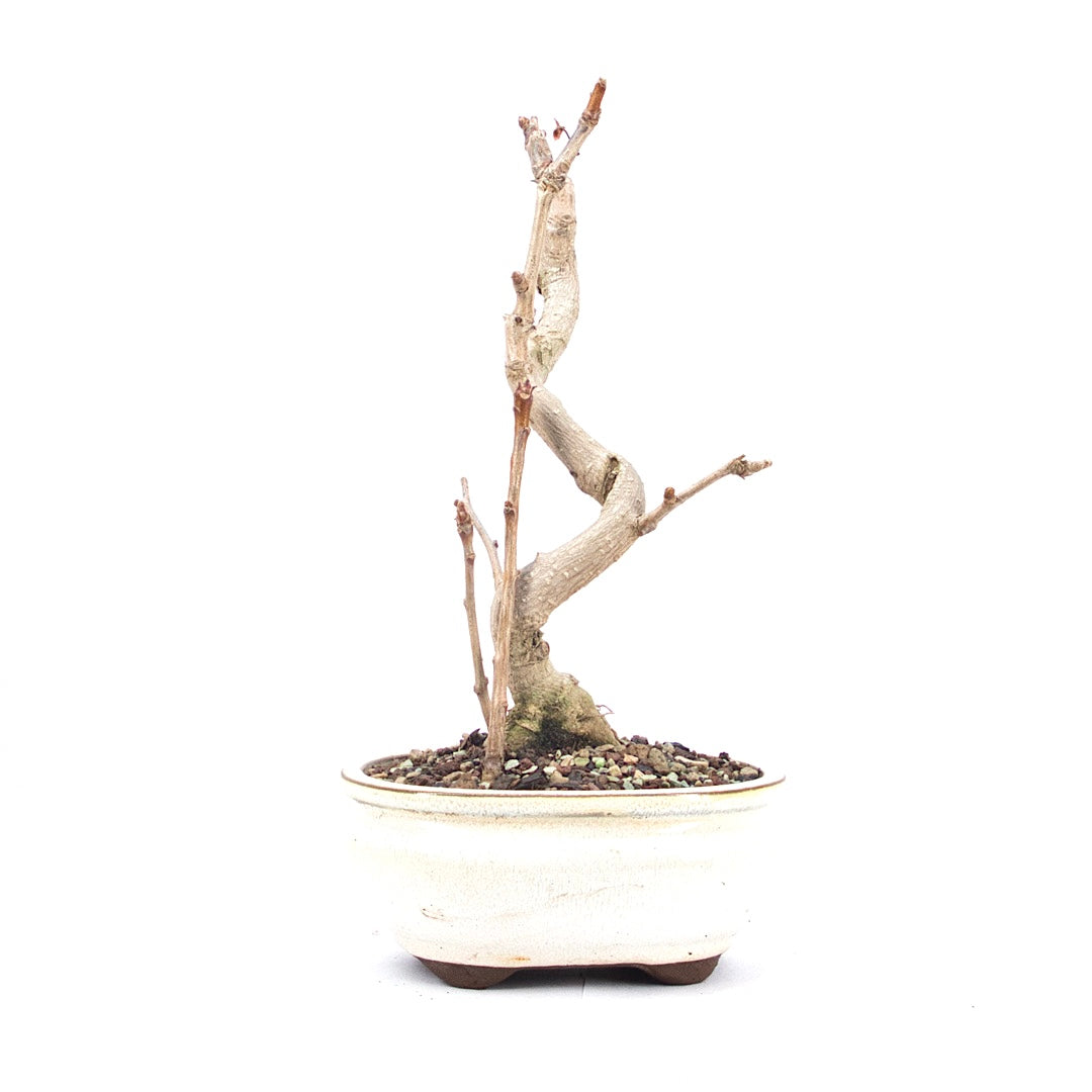 Ginkgo biloba 'Fächerblattbaum'