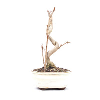 Ginkgo biloba 'Fächerblattbaum'