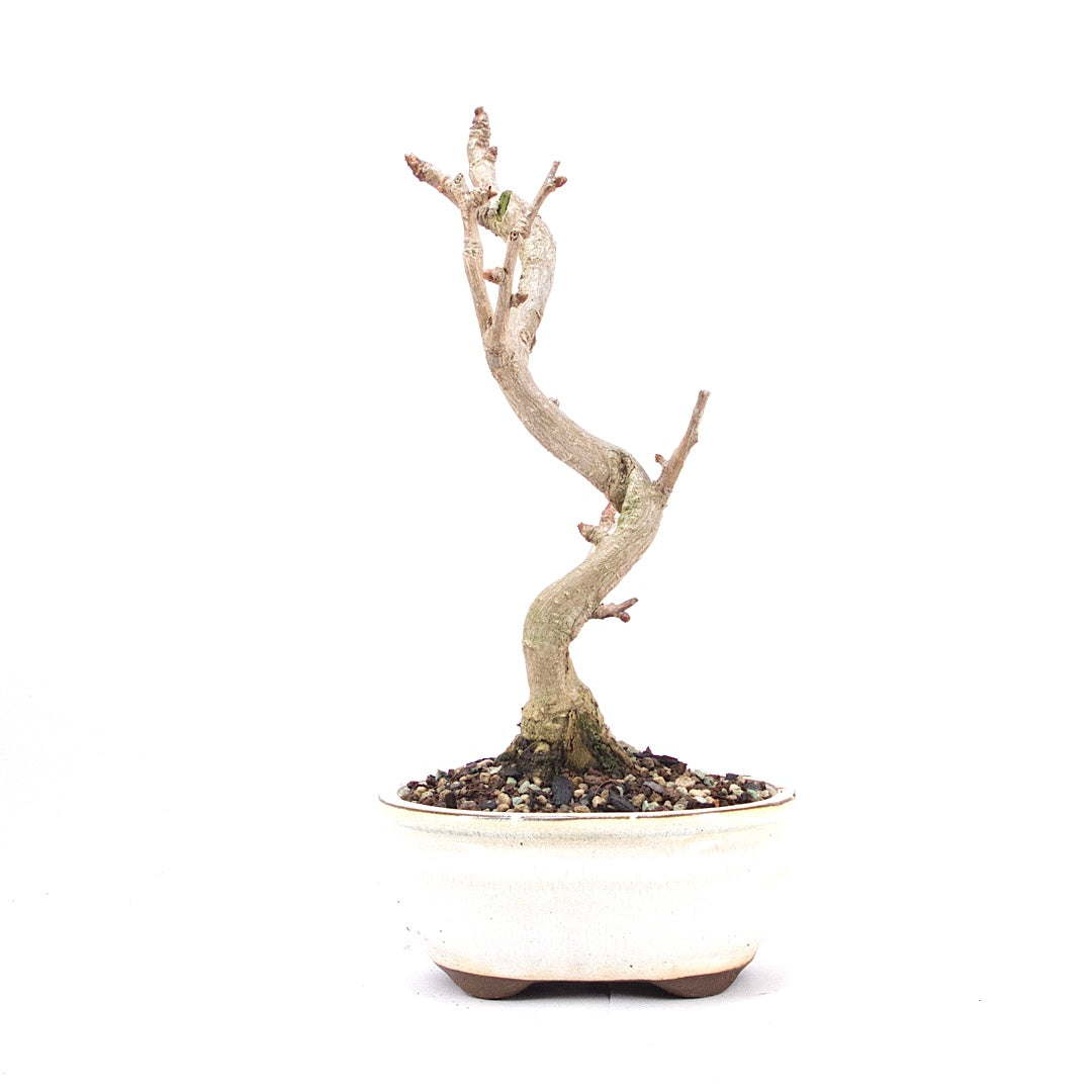 Ginkgo biloba 'Fächerblattbaum'