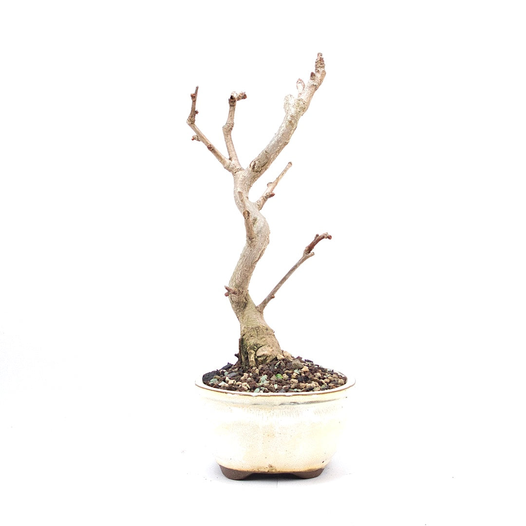 Ginkgo biloba 'Fächerblattbaum'