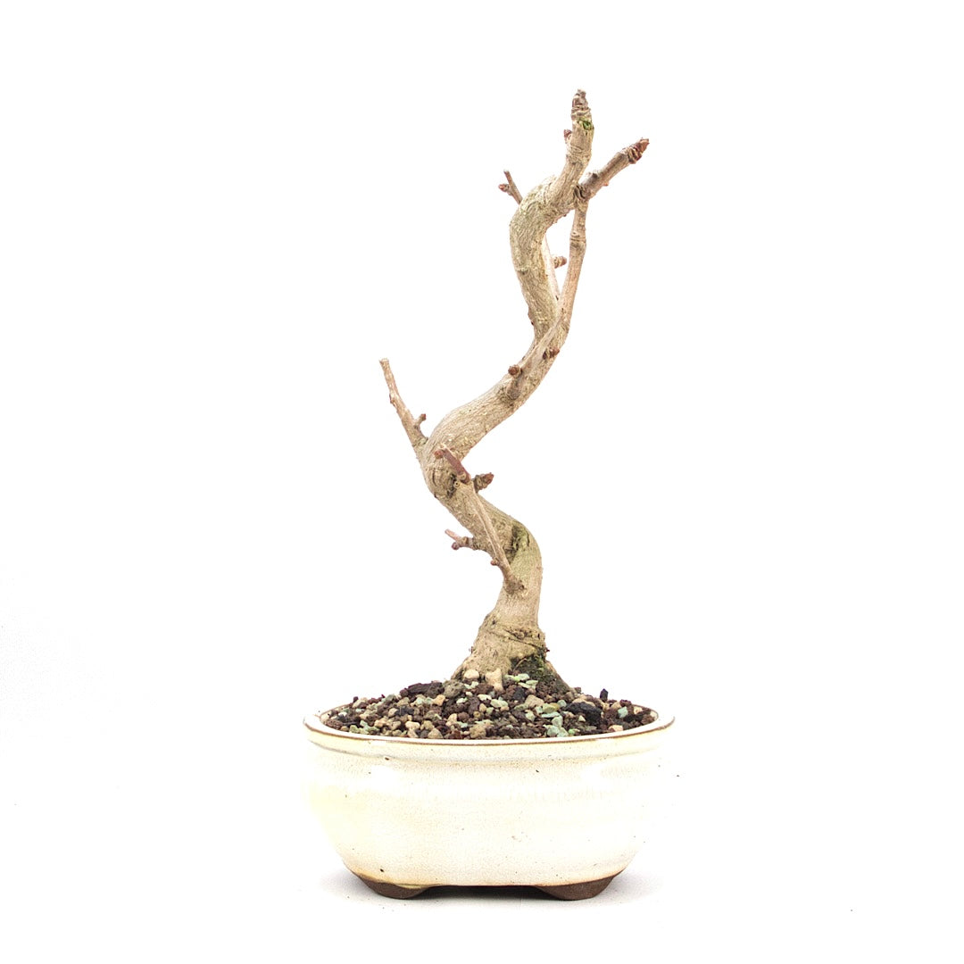 Ginkgo biloba 'Fächerblattbaum'