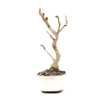 Ginkgo biloba 'Fächerblattbaum'