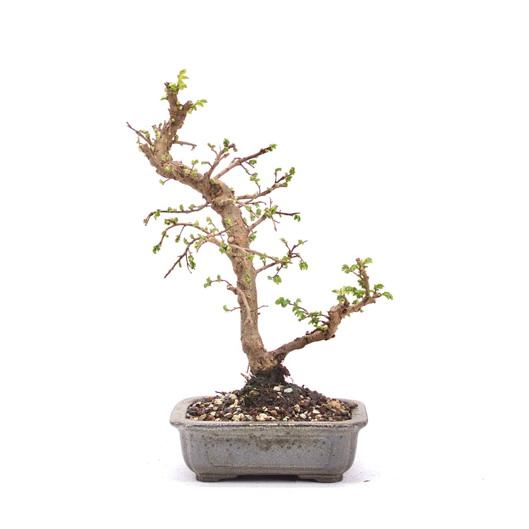 Japanische Ulme 'Ulmus japonica'