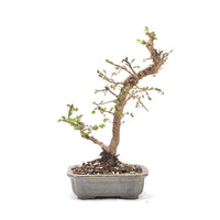 Japanische Ulme 'Ulmus japonica'