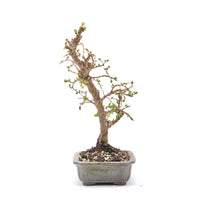 Japanische Ulme 'Ulmus japonica'