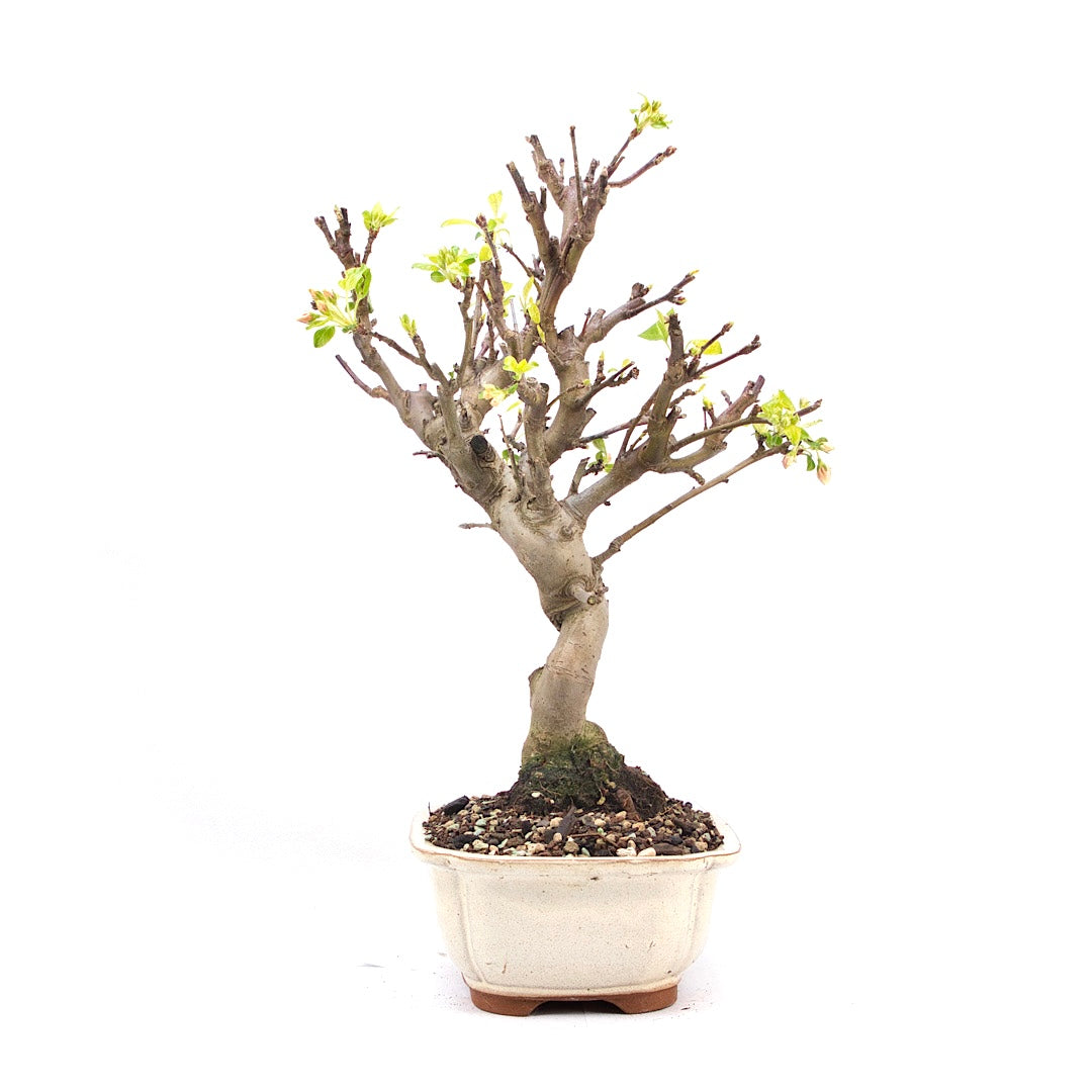 Zierapfel 'Malus spec.'