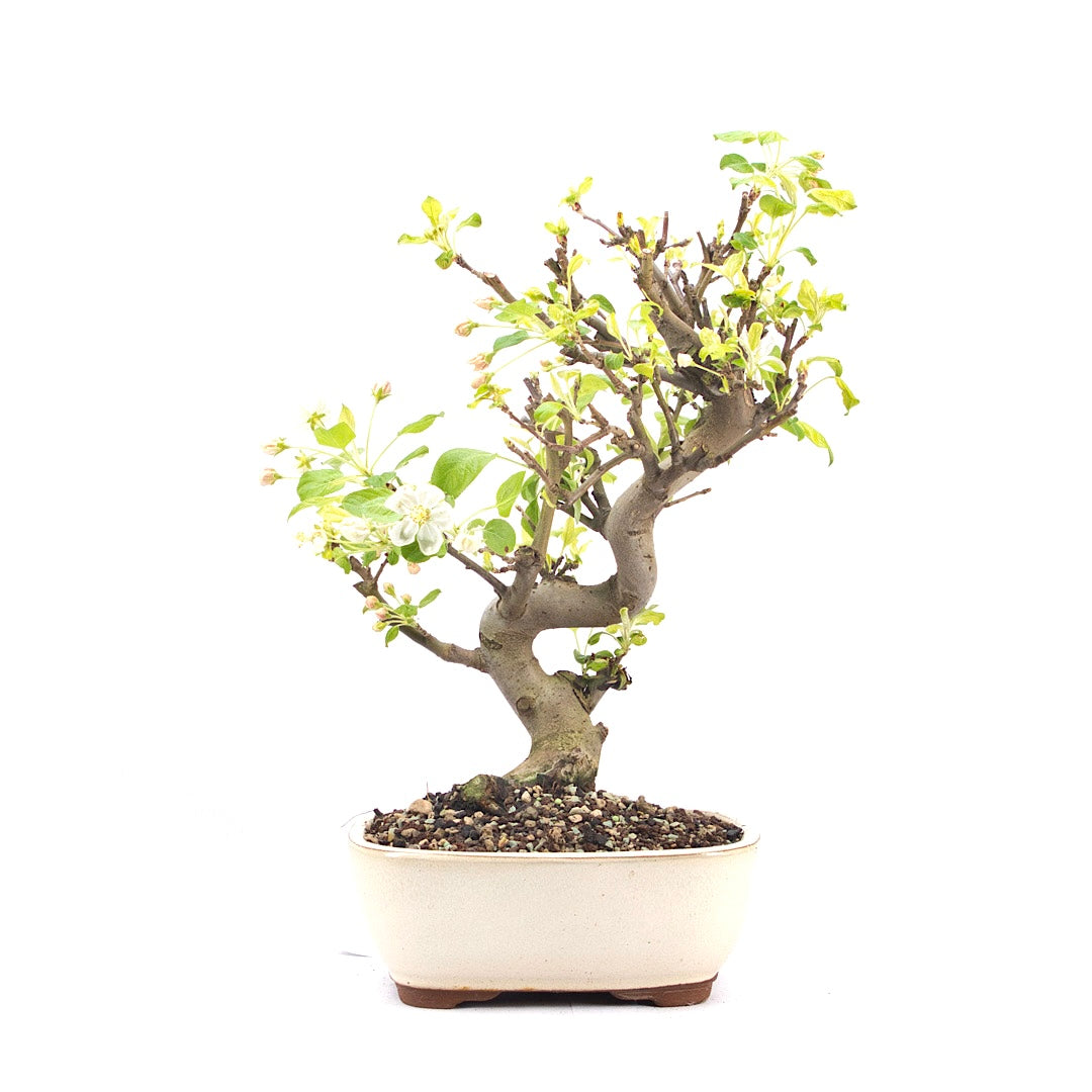 Zierapfel 'Malus spec.'