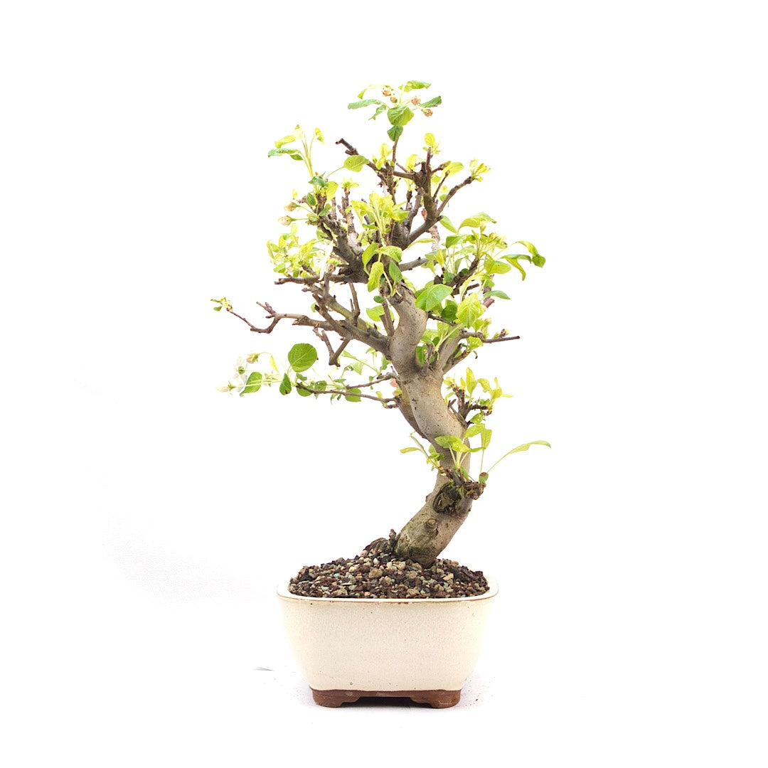 Zierapfel 'Malus spec.'