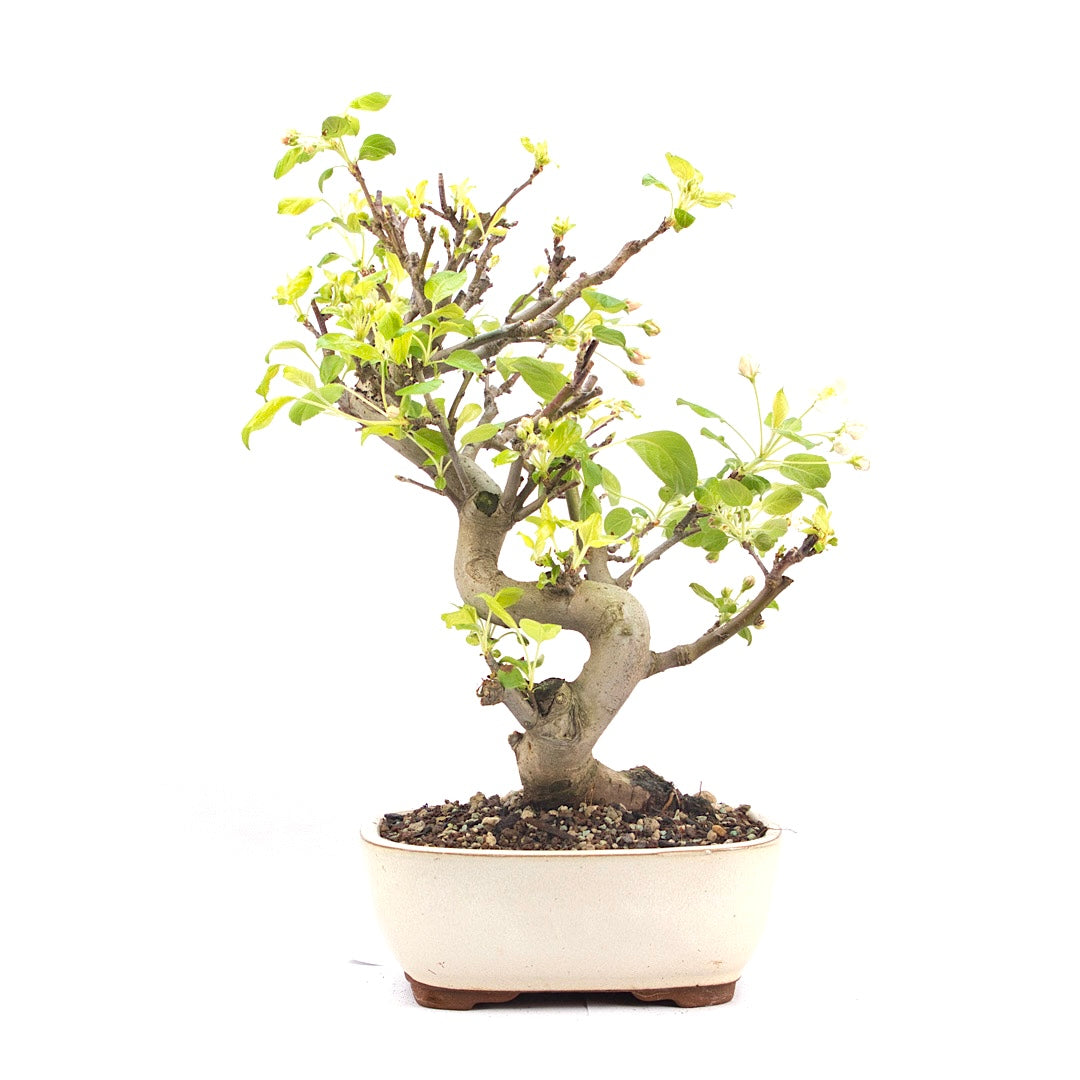 Zierapfel 'Malus spec.'