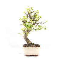 Zierapfel 'Malus spec.'