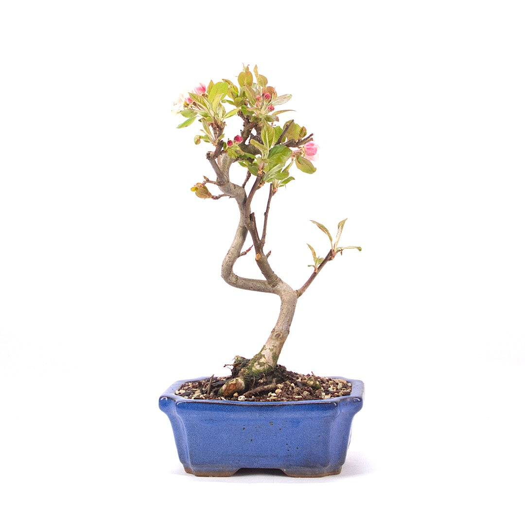 Zierapfel 'Malus spec.'