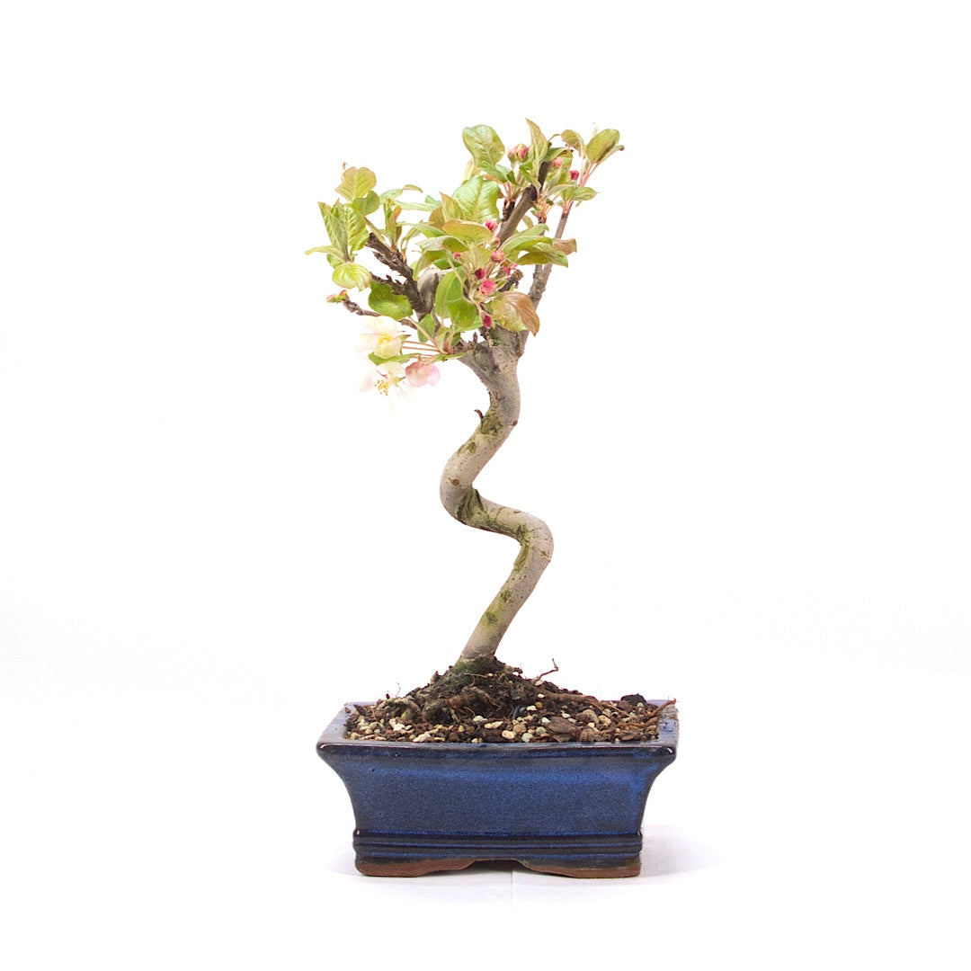 Zierapfel 'Malus spec.'