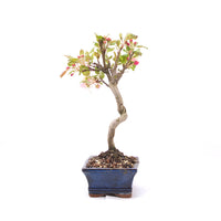 Zierapfel 'Malus spec.'