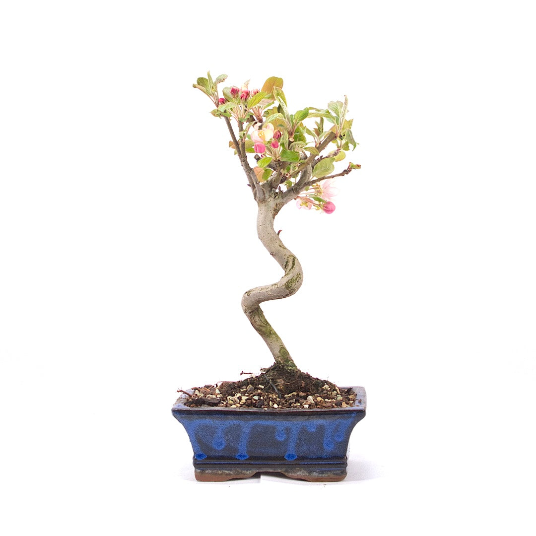 Zierapfel 'Malus spec.'