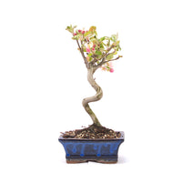 Zierapfel 'Malus spec.'