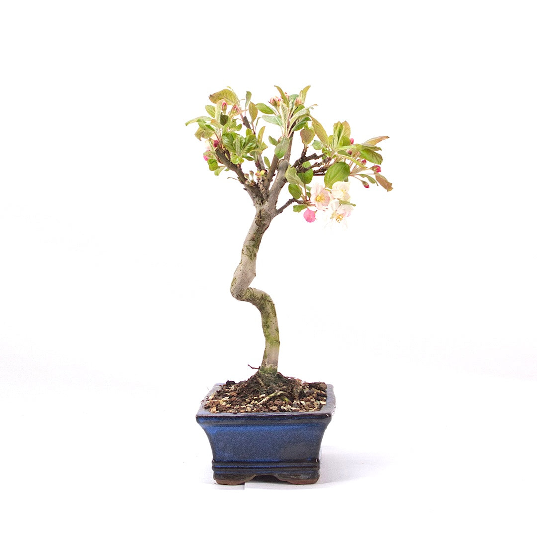 Zierapfel 'Malus spec.'