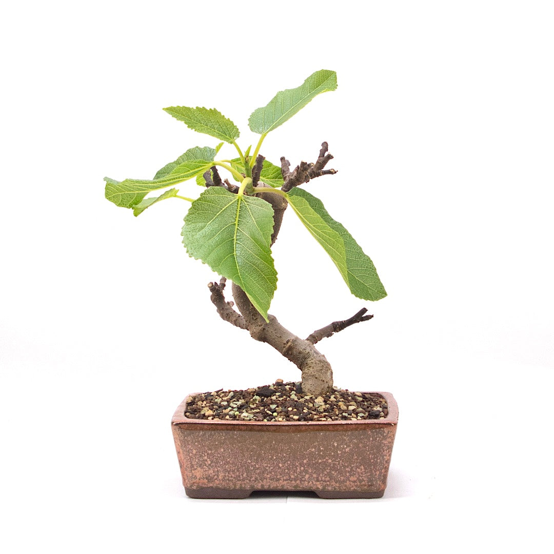 Essfeige 'Ficus carica'