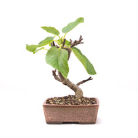 Essfeige 'Ficus carica'