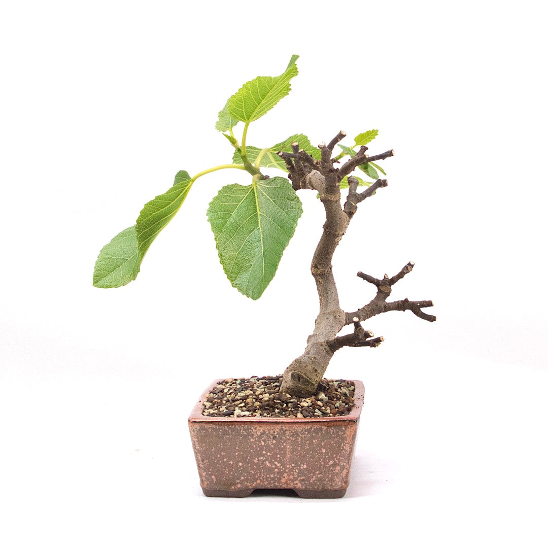 Essfeige 'Ficus carica'