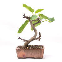 Essfeige 'Ficus carica'