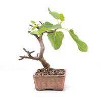 Essfeige 'Ficus carica'