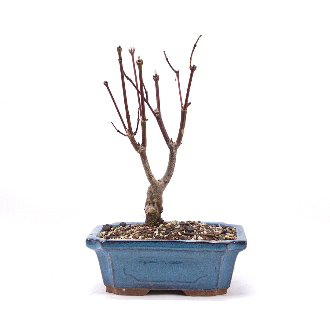 Fächer-Ahorn 'Acer palmatum 'Deshojo'