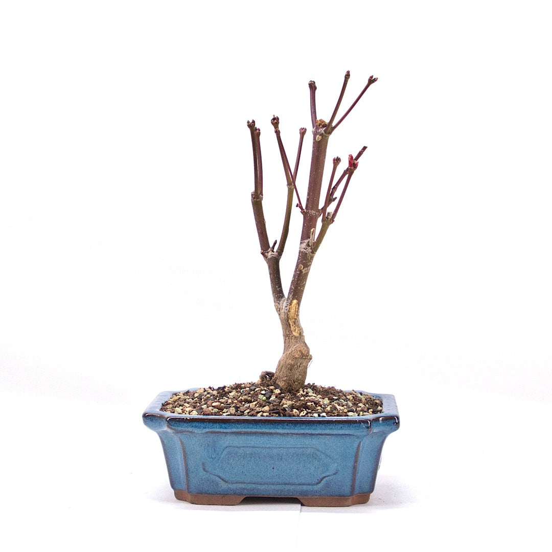 Fächer-Ahorn 'Acer palmatum 'Deshojo'