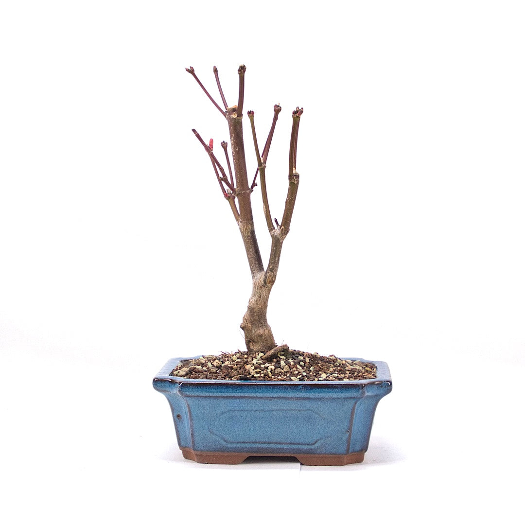 Fächer-Ahorn 'Acer palmatum 'Deshojo'