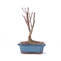 Fächer-Ahorn 'Acer palmatum 'Deshojo'