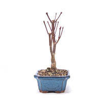 Fächer-Ahorn 'Acer palmatum 'Deshojo'