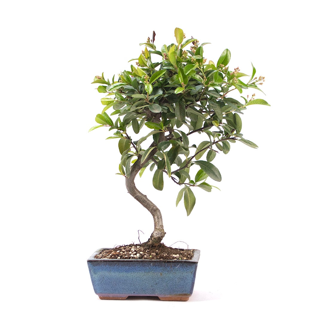 Feuerdorn 'Pyracantha coccinea'
