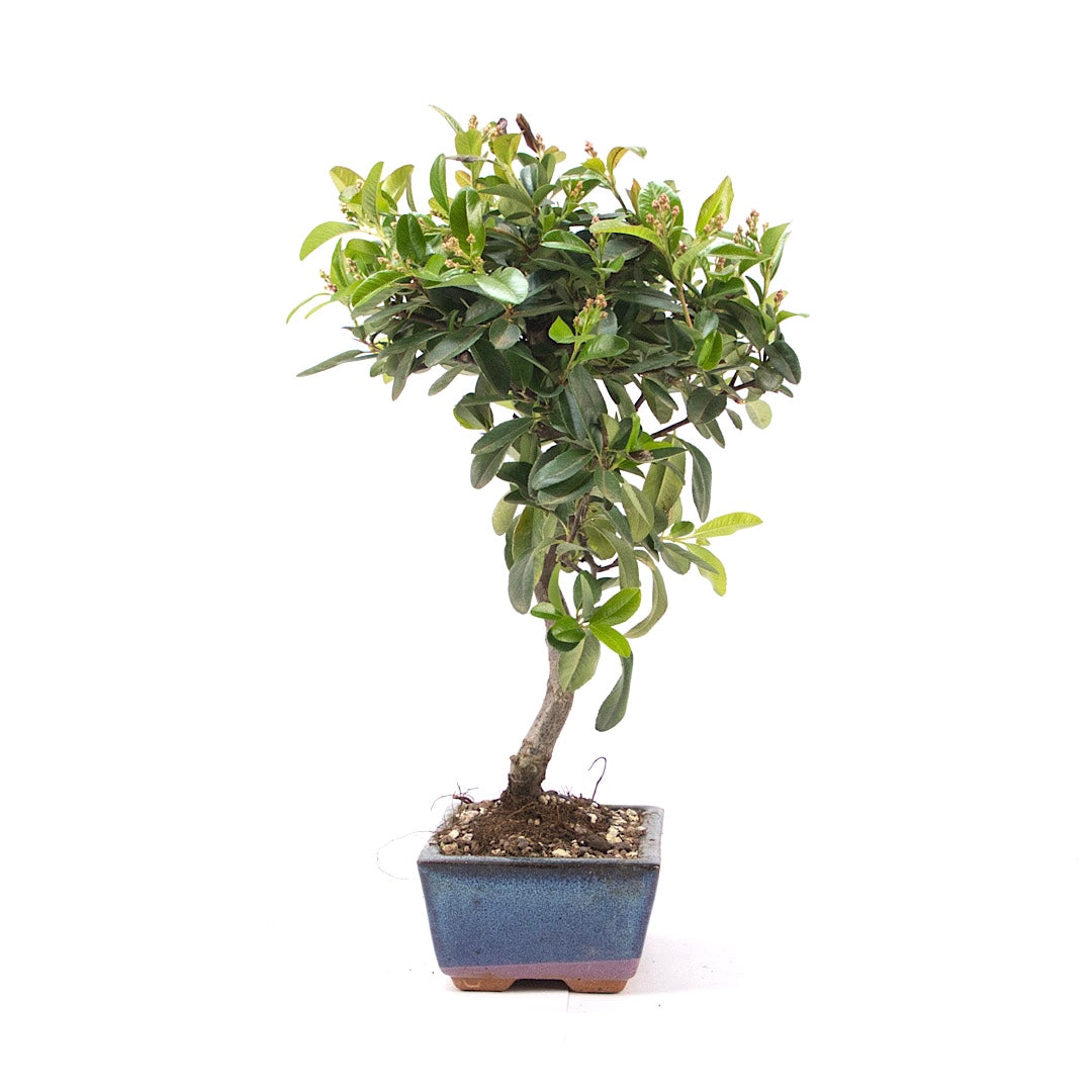 Feuerdorn 'Pyracantha coccinea'