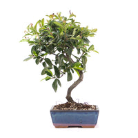Feuerdorn 'Pyracantha coccinea'