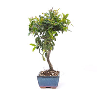 Feuerdorn 'Pyracantha coccinea'