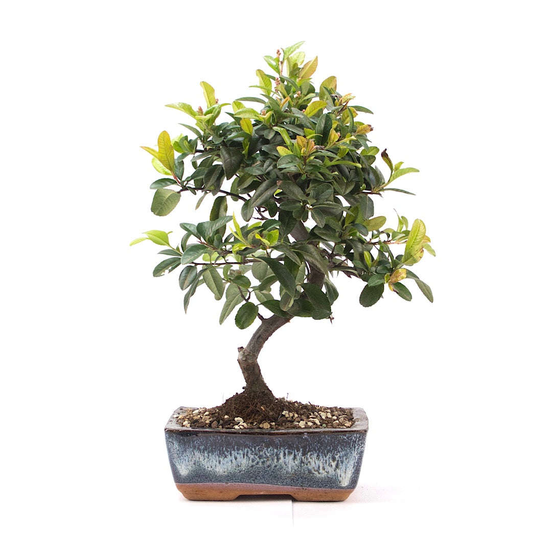 Feuerdorn 'Pyracantha coccinea'