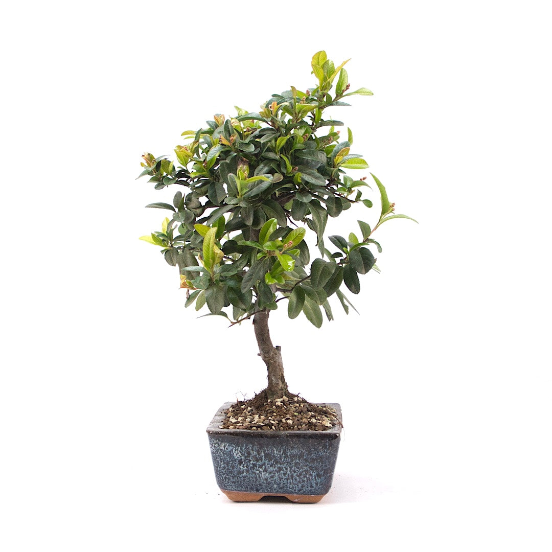 Feuerdorn 'Pyracantha coccinea'