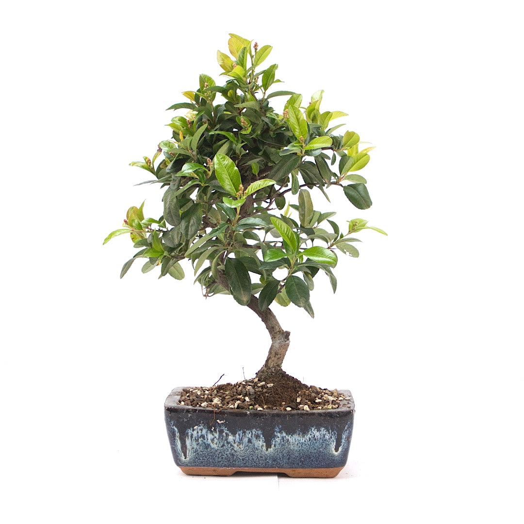 Feuerdorn 'Pyracantha coccinea'