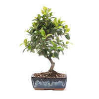 Feuerdorn 'Pyracantha coccinea'