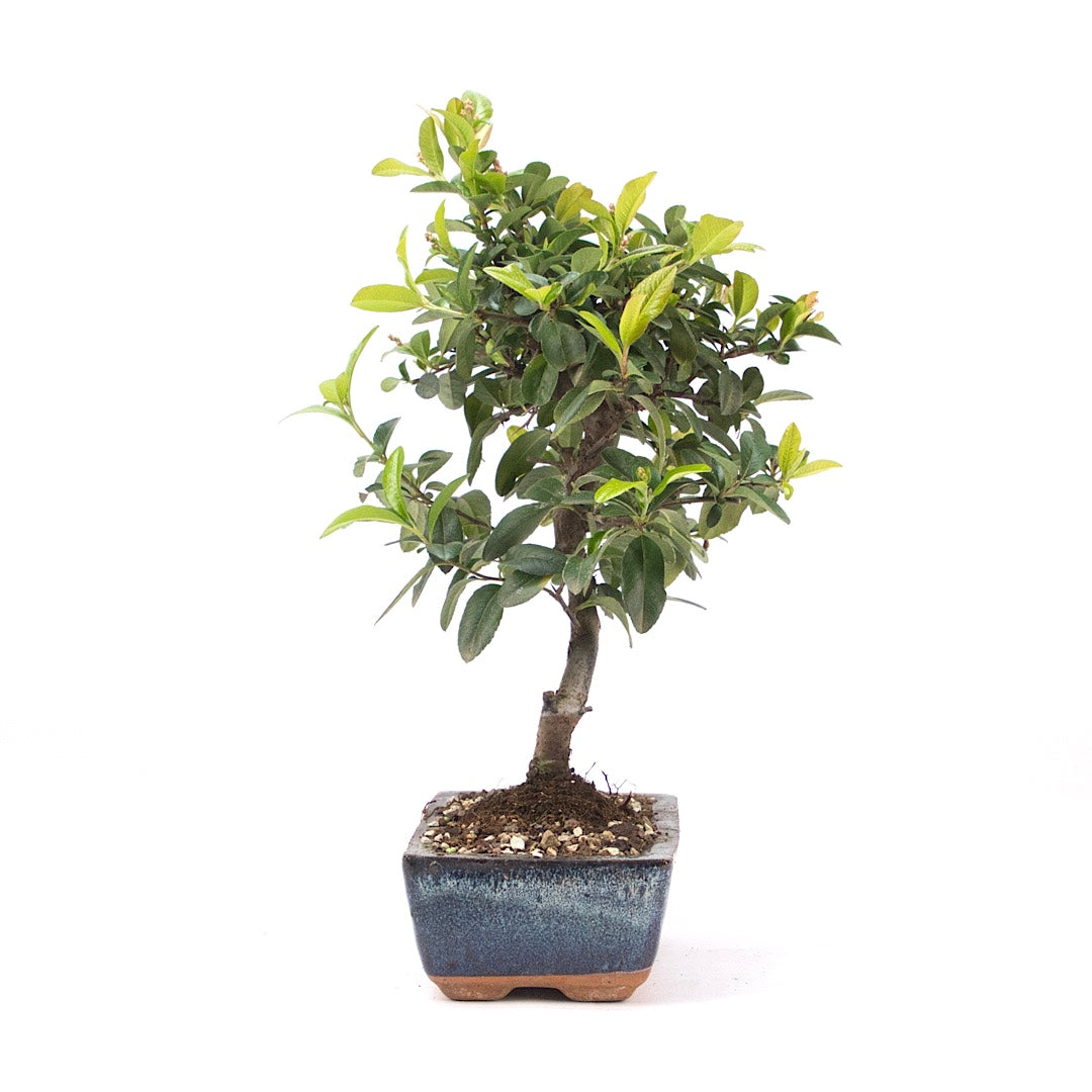 Feuerdorn 'Pyracantha coccinea'