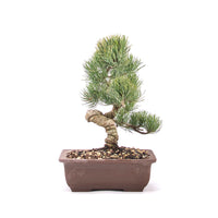 Mädchenkiefer 'Pinus parviflora'