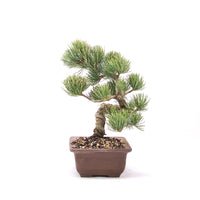 Mädchenkiefer 'Pinus parviflora'