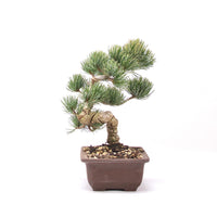 Mädchenkiefer 'Pinus parviflora'