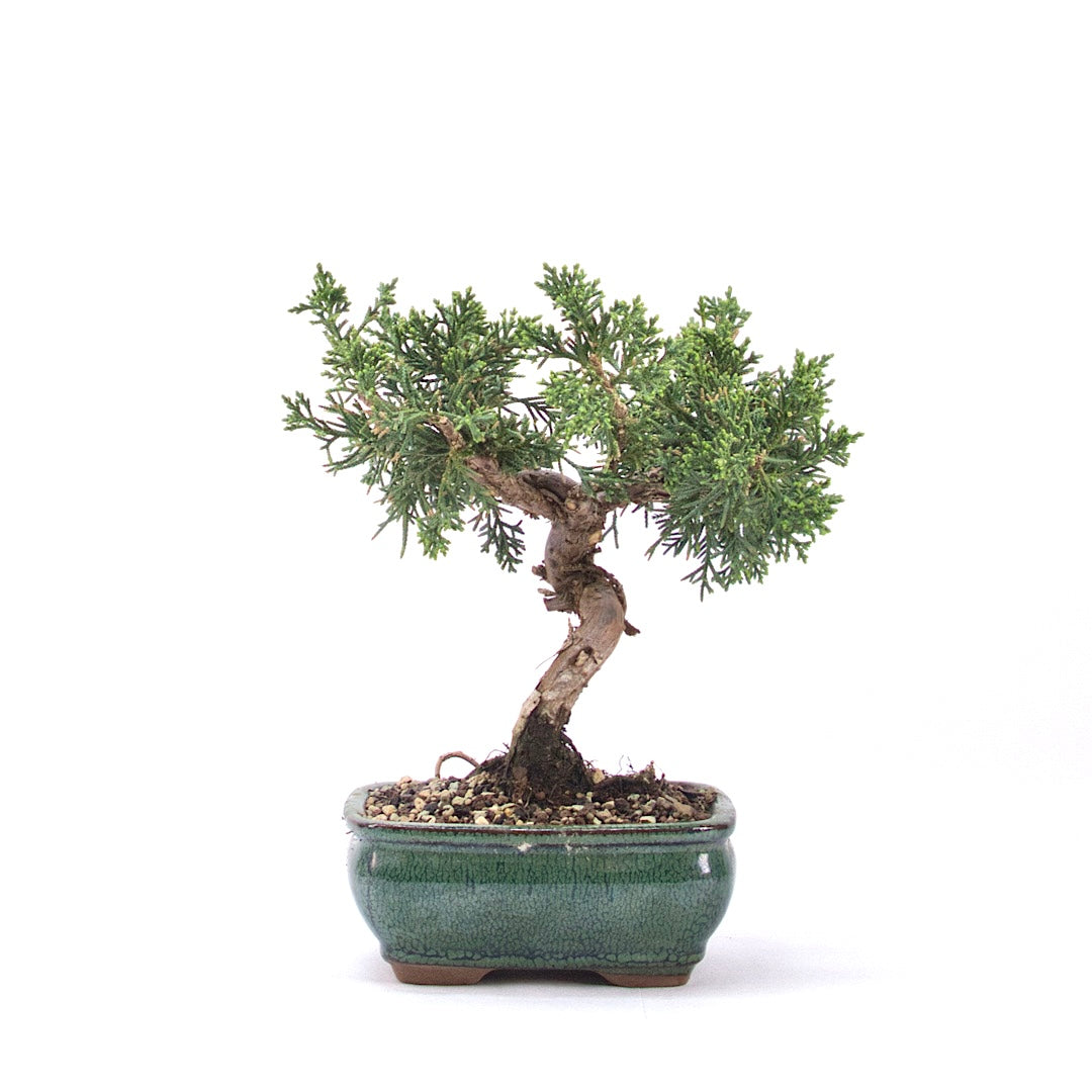 Chinesischer Wacholder 'Juniperus chinensis kyushu'