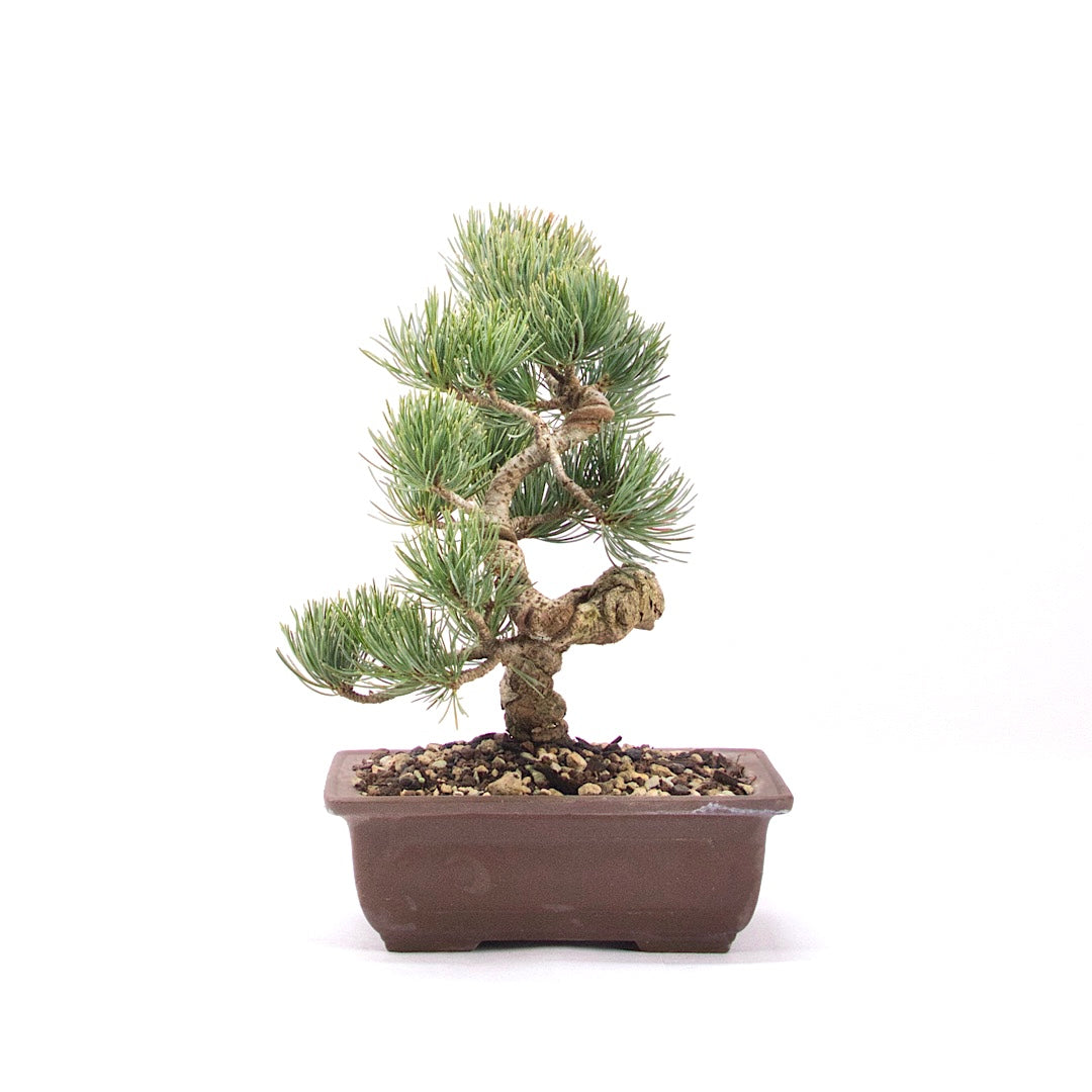 Mädchenkiefer 'Pinus parviflora'
