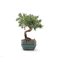 Chinesischer Wacholder 'Juniperus chinensis kyushu'