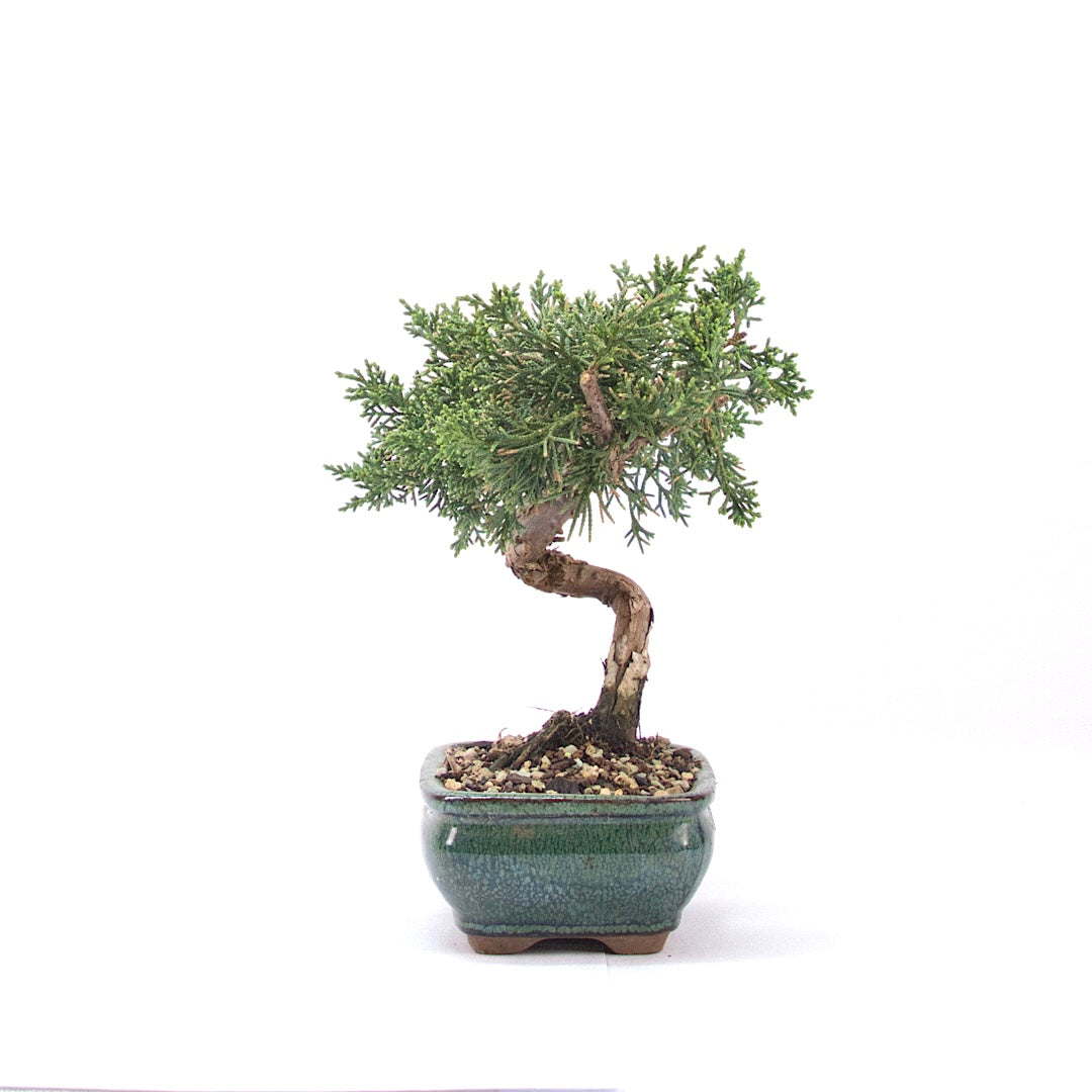 Chinesischer Wacholder 'Juniperus chinensis kyushu'