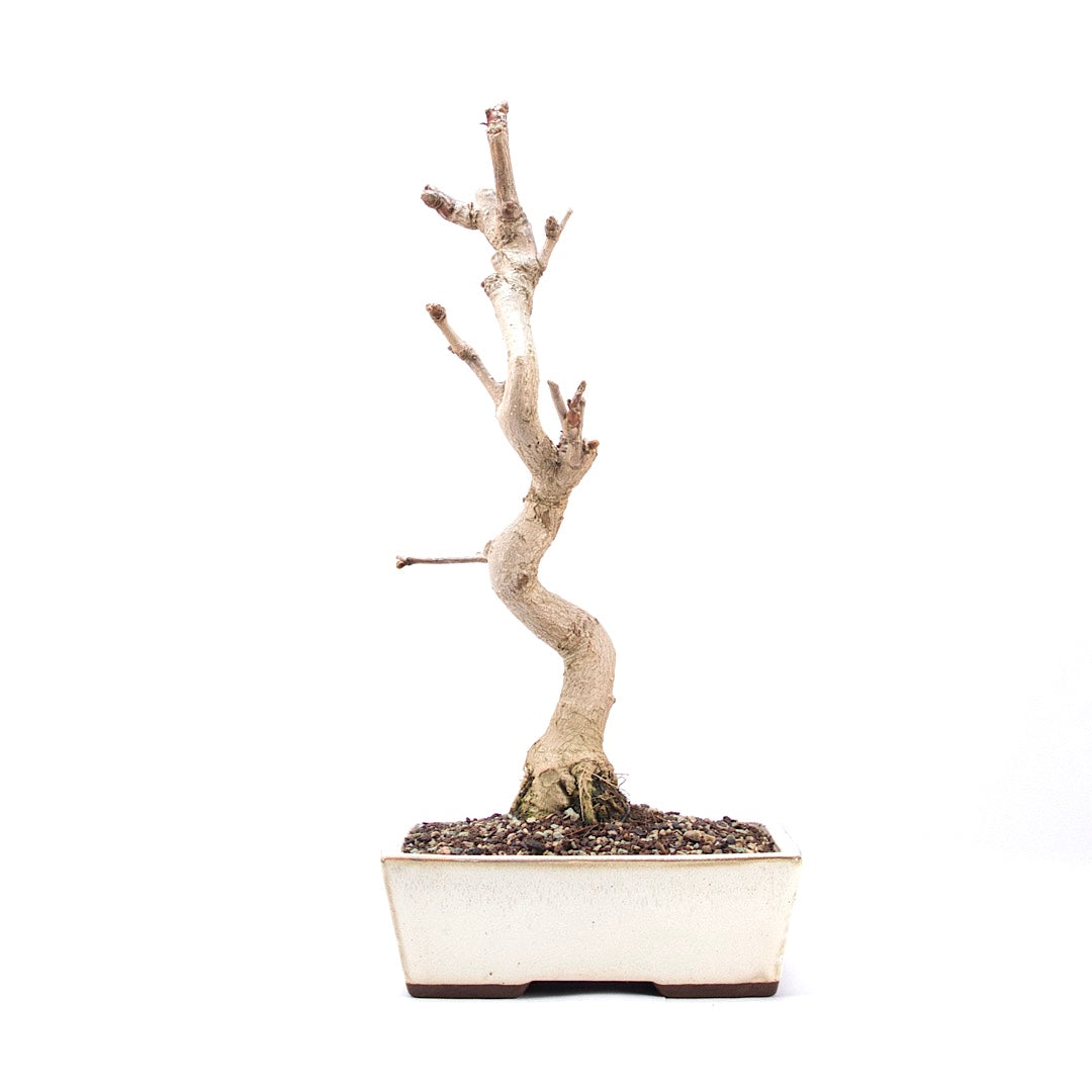 Ginkgo biloba 'Fächerblattbaum'