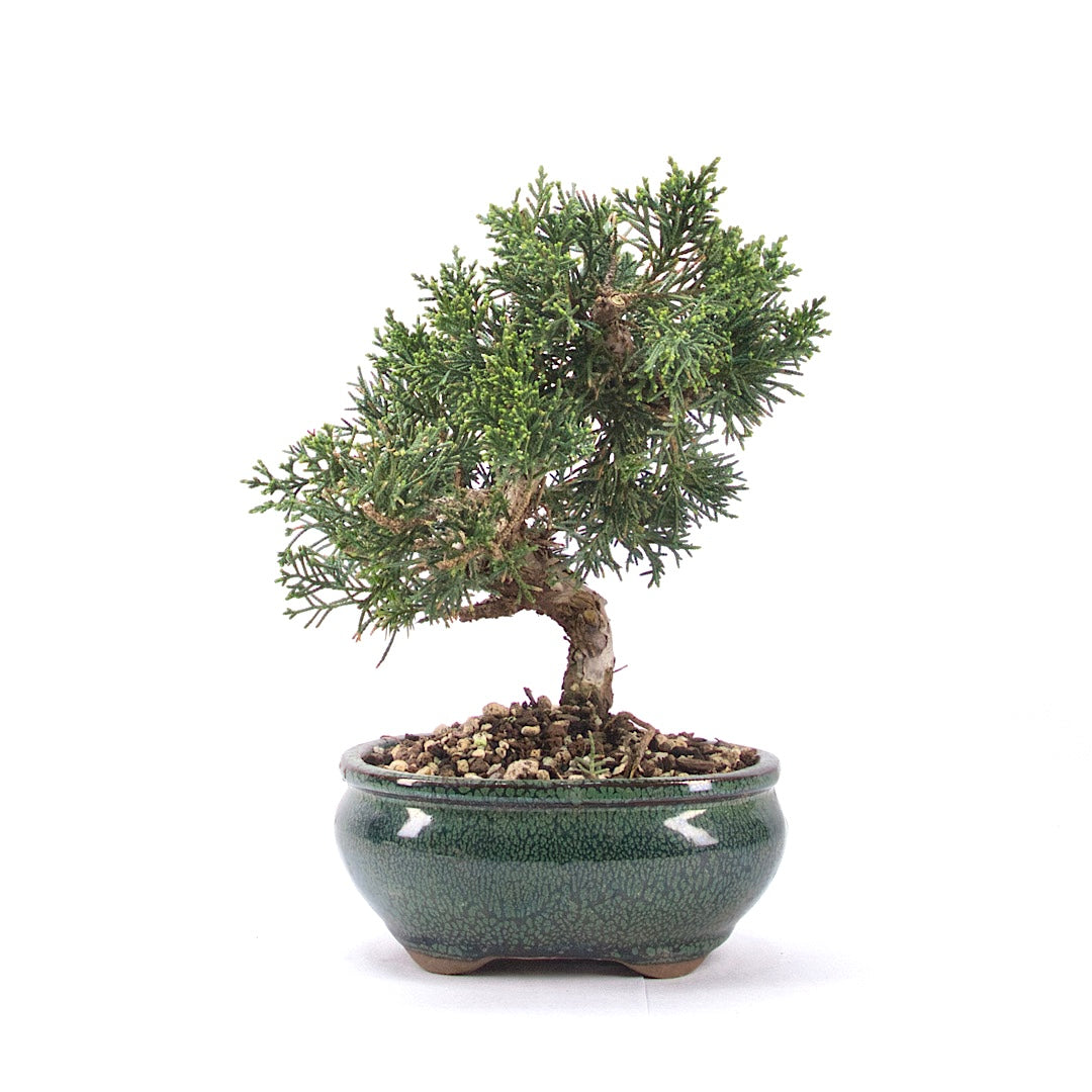 Chinesischer Wacholder 'Juniperus chinensis kyushu'