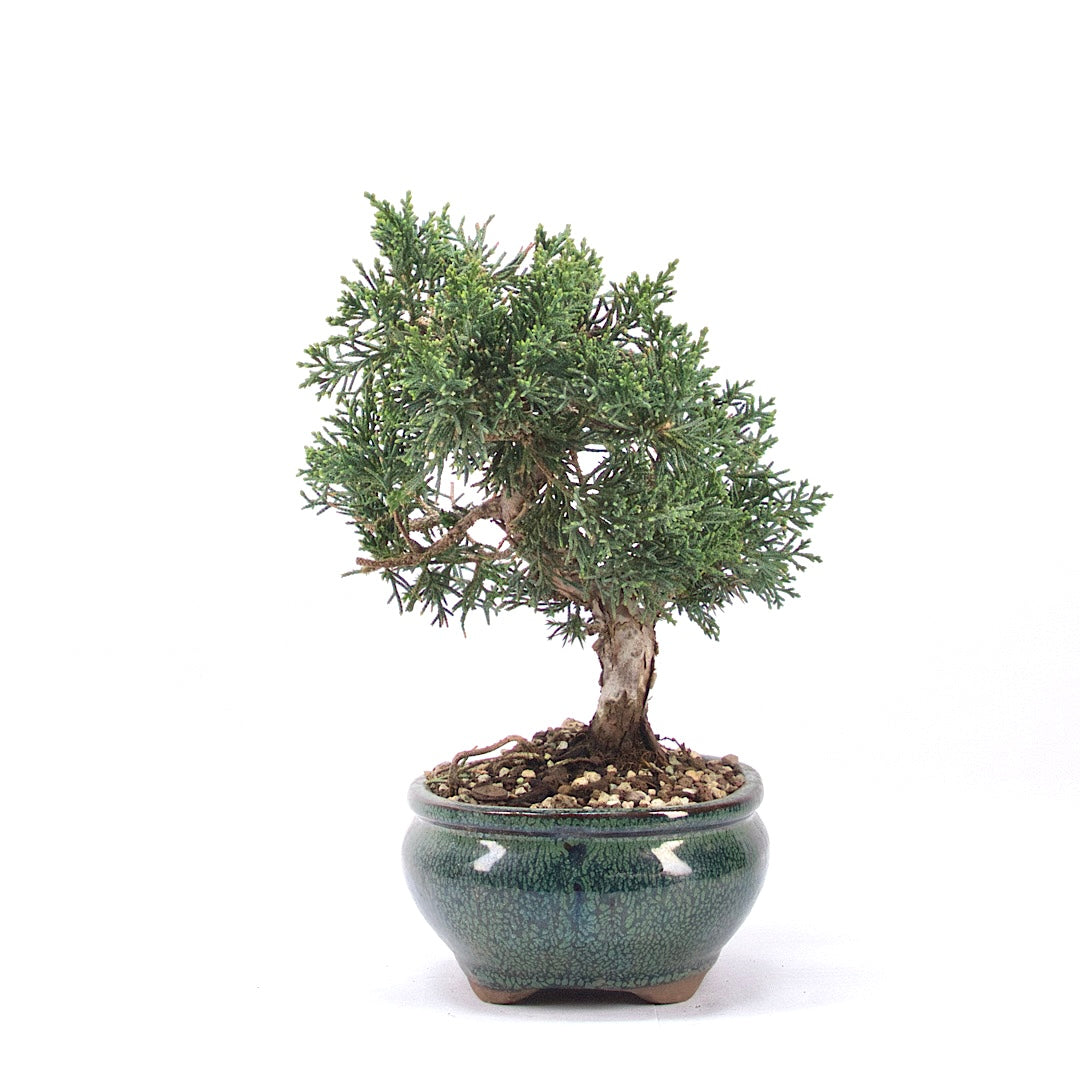 Chinesischer Wacholder 'Juniperus chinensis kyushu'